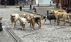 Kocaeli'nde skandal! Belediyenin barınağında köpekler çöpte cansız olarak bulundu!