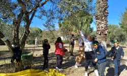 Urla'da öğrenciler zeytin hasadına katıldı