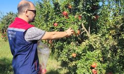 Tarım ve Orman Bakanlığı'ndan Aydın'a nar üreticilerine destek