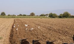 Aydın'da su kuşları, çiftçilerin tarladaki yoldaşı oluyor