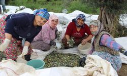 Aydın sofralık ve yağlık zeytin üretiminde zirvede