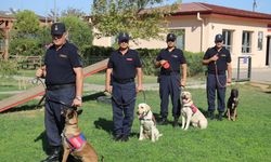 Hassas burunlar: Suçla mücadelede özel eğitimli köpekler önemli yere sahip