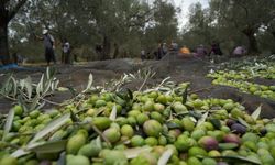 12 milyon zeytin ağacının hasat dönemi başladı