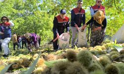 "Aydın kestane üretiminde birinci sırada yer alıyor"