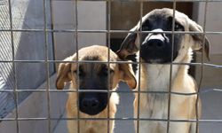 Güzelbahçe'deki barınakta "öldü" denilen köpeğin uyuduğu ortaya çıktı