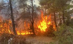 Çanakkale'de bahçe temizliği yangına sebep oldu: 2 gözaltı!