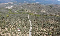 Zeytin hasat sezonunda yeni rekor: Türkiye 171 milyon zeytin ağacına ulaştı