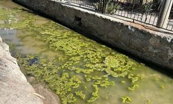 Bodrum’da atıklarla kirlenen derelerden yayılan koku tepkilere yol açtı