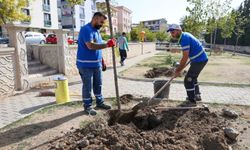 Buca Belediyesi'nden 'Yeşil Seferberlik' hareketi!