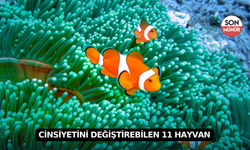 Cinsiyetini Değiştirebilen 11 Hayvan