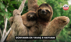 Dünyanın En Yavaş 8 Hayvanı