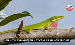 En Hızlı Evrimleşen Hayvanlar Hangileridir?