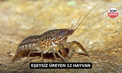 Eşeysiz Üreyen 12 Hayvan