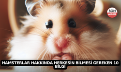 Hamsterlar Hakkında Herkesin Bilmesi Gereken 10 Bilgi