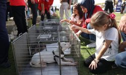 Konak’ta ‘Patilerin Festivali’yle can dostlar yeni yuvalarına kavuştu!