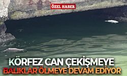 İzmir körfezi can çekişmeye devam ediyor...