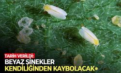 Tarih verildi: Beyaz sinekler kendiliğinden kaybolacak