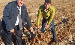 Domatesler tarlada çürüdü, üretici de tüketici de mağdur"