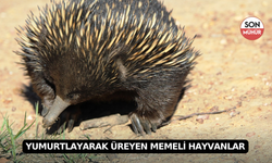 Yumurtlayarak Üreyen Memeli Hayvanlar