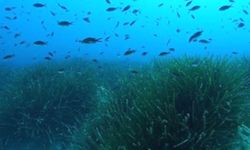 Posidonia Oceanica’nın karbon tutma kapasitesi için DEÜ'den önemli proje