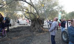 Ayvalık Zeytin ve Turizm Festivali'nde bin yıllık ağaçtan zeytin hasadı!