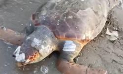 Urla İçmeler sahilinde Caretta caretta ölü bulundu