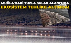 Muğla'daki Tuzla Sulak Alanı'nda ekosistem tehlike altında!