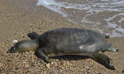 Urla İçmeler sahilinde Caretta caretta ölü bulundu