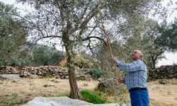 Bornovalı zeytin üreticilerinin yüzü gülecek