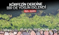 İzmir Körfezi'ndeki yosun artışı neyin habercisi?