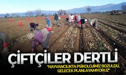 Çiftçiler dertli: "Hayvancılıkta psikolojimiz bozuldu, gelecek planlayamıyoruz"