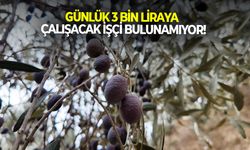 Aydın'da günlük 3 bin liraya çalışacak işçi bulunamıyor!