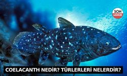 Coelacanth Nedir? Türlerleri Nelerdir?