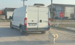 Köpeği kamyonetin arkasına bağlayıp, sürüklediler: Cezai işlem yapıldı