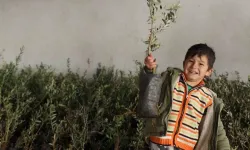 Muğla Menteşe’de yangından zarar gören alanlar için zeytin fidanı dağıtımı başladı!