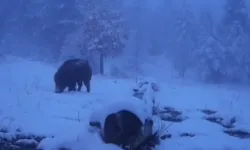 Yaban Domuzlarının karla kaplı ormanda yiyecek arayışı kameralara yansıdı!