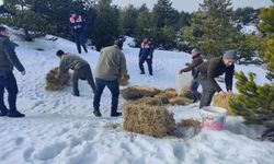 Balıkesir'de yaban hayvanları için Kazdağları'nda yemleme çalışması yapıldı