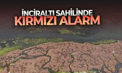 İnciraltı sahilinde kırmızı alarm: Deniz marulu sardı!