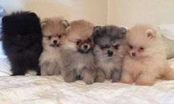 Kaçak yolla Türkiye'ye sokulmak istenen 8 pomeranian cinsi köpeğe el konuldu