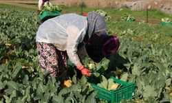 Efeler Belediyesi, taze karnabaharla sağlıklı gıda devrimi başlatıyor!