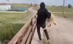 Sokak köpeğine zulüm etti!