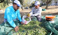 Turgutlu’da zeytinden doğan iyilik hareketi!