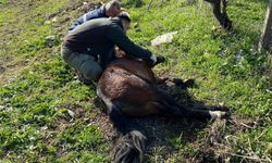 Kemalpaşa’da yaralı halde bulunan yılkı atı iyileşti!