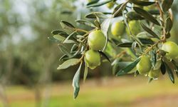 BAÇEM'den zeytin yetiştiriciliği kursu!