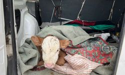 Fedakar çiftçi, hasta buzağısına koştu