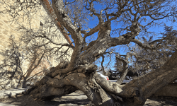 Harput’un efsanevi ağacı 133 yıldır secdede duruyor