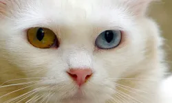 Van kedilerinin yaşadığı "Kedi Villası" yılda ortalama 200 bin ziyaretçiyi ağırlıyor