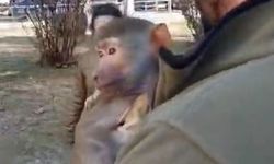 Bu da oldu! Yolda maymun bulan vatandaş şaşkına döndü