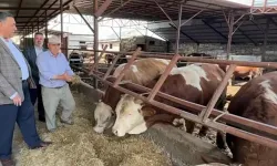 CHP Milletvekili Gürer: "Yerli üretici çöküşe sürüklendi"