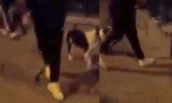 Kediye tekme attığı video tepki toplamıştı: Şahıs tutuklandı!